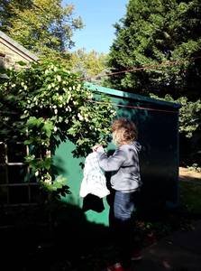 Hop harvest at Canbury Community Garden