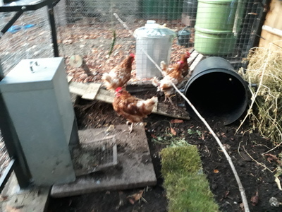 Chickens arrive in Canbury Community Garden