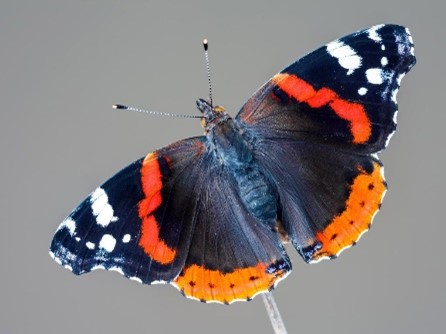 butterfly.jpg