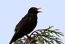 blackbird