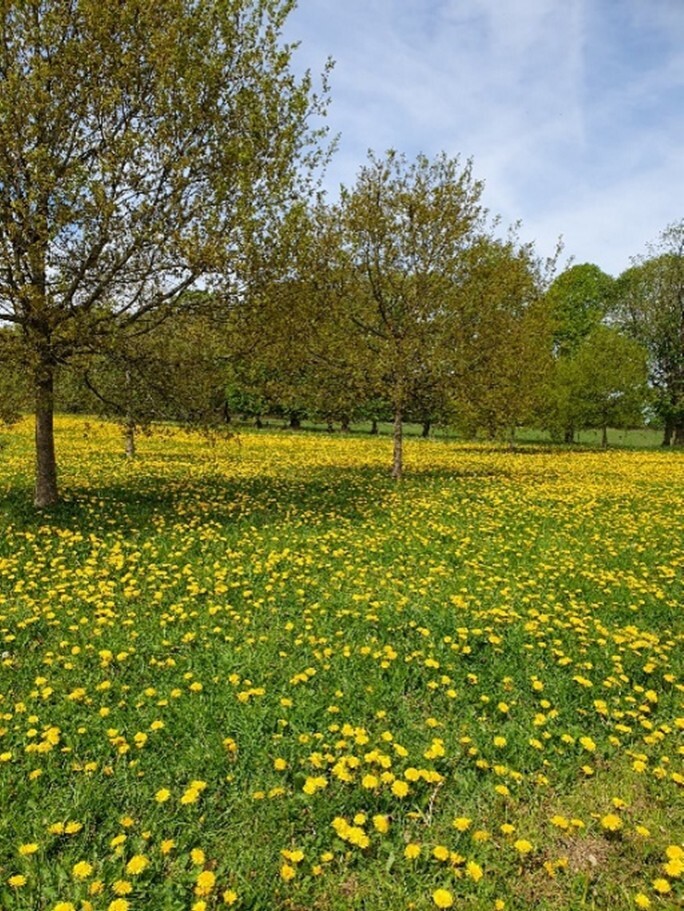 dandelion-meadow