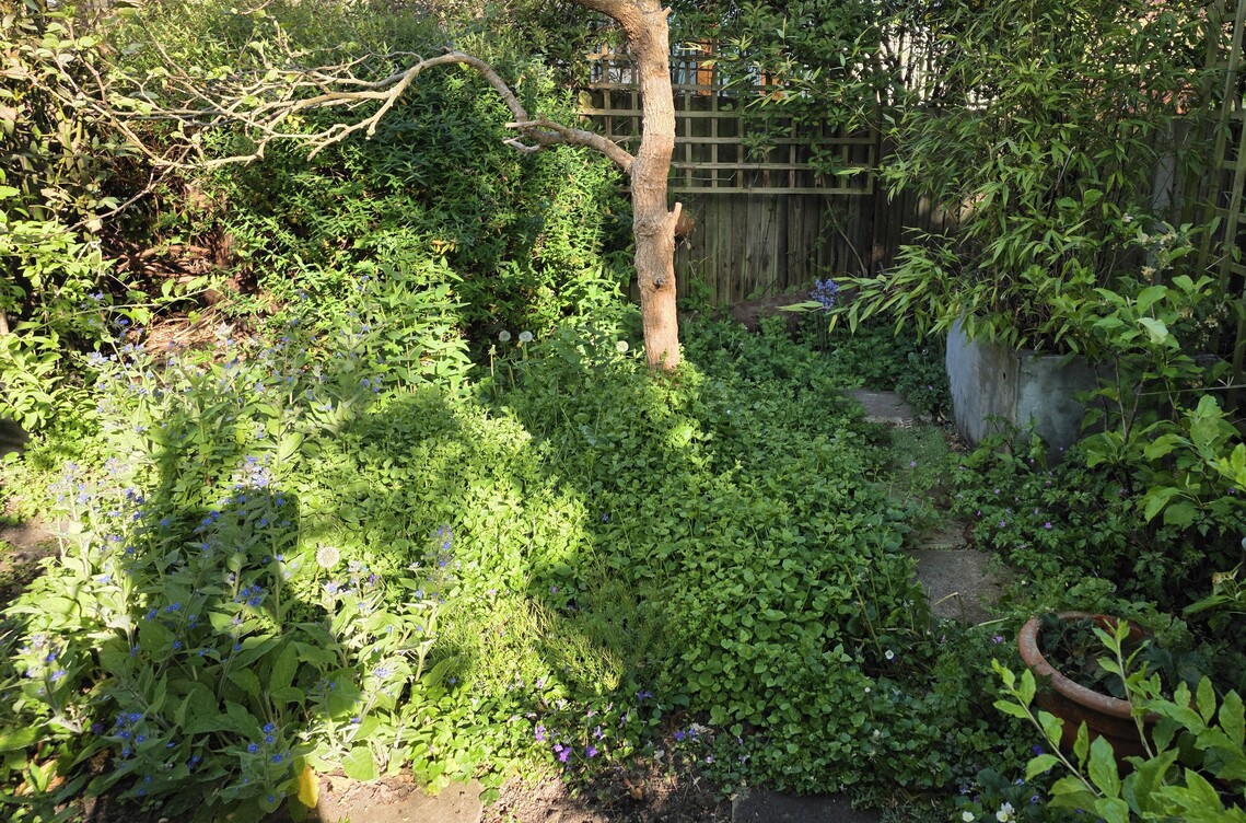 messy-garden