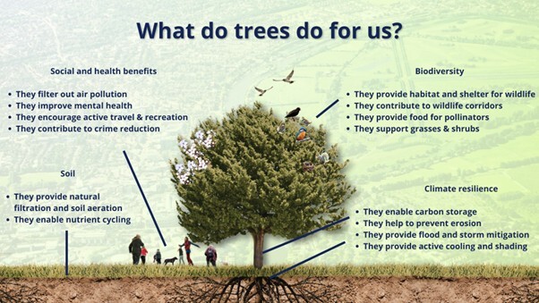What do trees do for us?