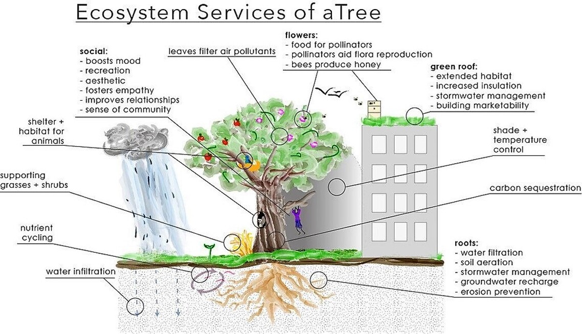 tree-ecosystemservices
