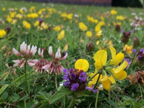 wildflowers